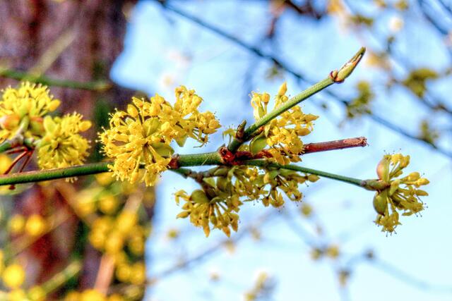 Der Dirndlstrauch (Kornelkirsche) ist den meisten blühenden Sträuchern und Bäumen voraus.