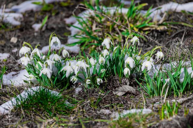1. MÄRZ Frühlingsbeginn | Foto: Albert Friedl