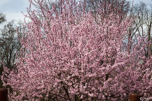 Fasziniert von der üppigen Blütenpracht zeigte sich Anneliese Seidnitzer aus Hartberg-Fürstenfeld. | Foto: Anneliese Seidnitzer
