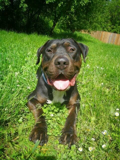 Samy ist freundlich zu Tier und Mensch und will viiiiiiiiel schmusen. | Foto: Arche Wels