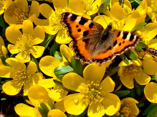 Meine Freude ist gross diesen Schmetterling habe heute in der Nachbarschaft gesehen.