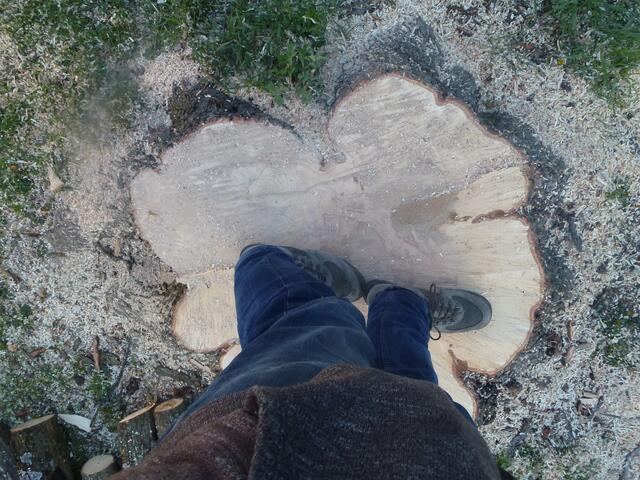 Beim kleineren Rosskastanienbaum dürfte es auch ein guter Meter beim Durchmesser gewesen sein...