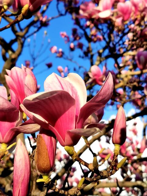 🌸Gestern im Friedhof diesen wunderschönen Magnolie Baum gesichtet🌸ein bissal sehr früh erblüht🌸
