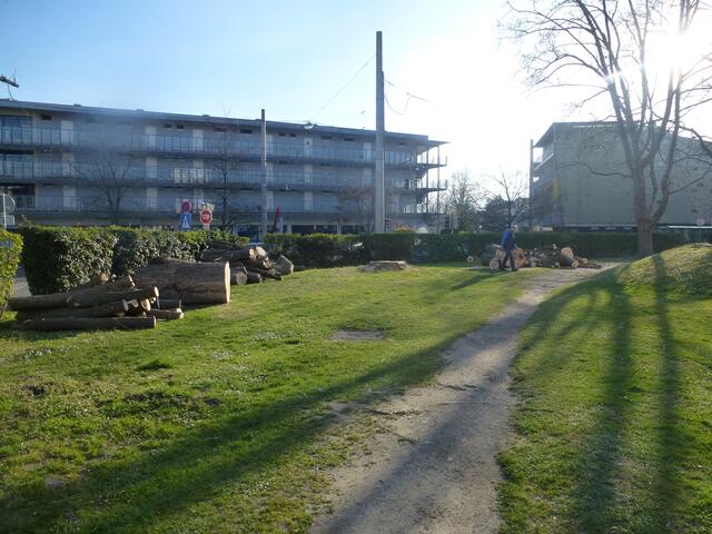 Beeindruckend die Stammdurchmesser der beiden Rosskastanienbäume.