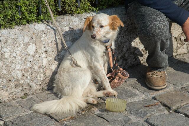 Das Betteln in Begleitung von Tieren ist seit heute in ganz Salzburg verboten. | Foto: Franz Neumayr