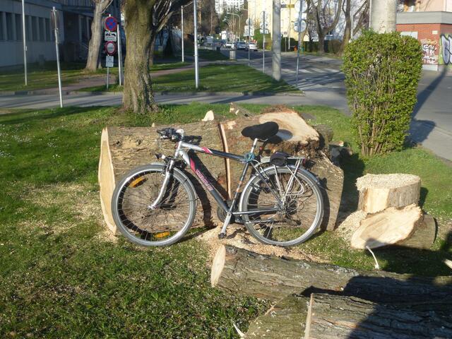 Hier kann sich sogar ein großes Fahrrad hinter dem Stamm verstecken...