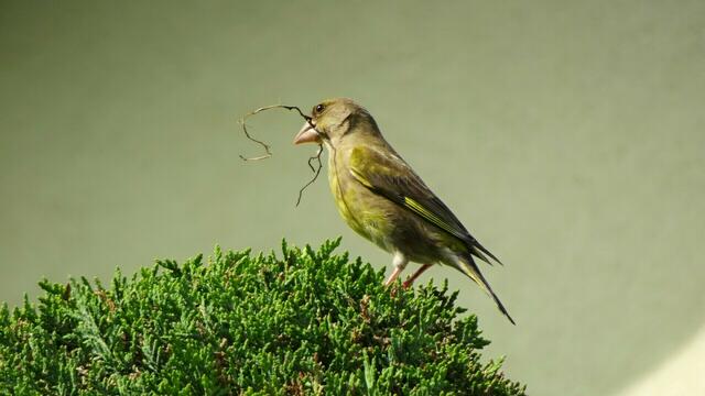 Frühlingserwachen der Grünfinken | Foto: Silvia Plischek