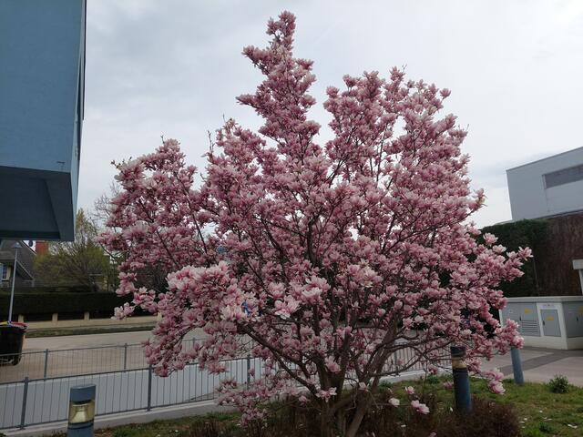 Magnolie in voller Blüte 