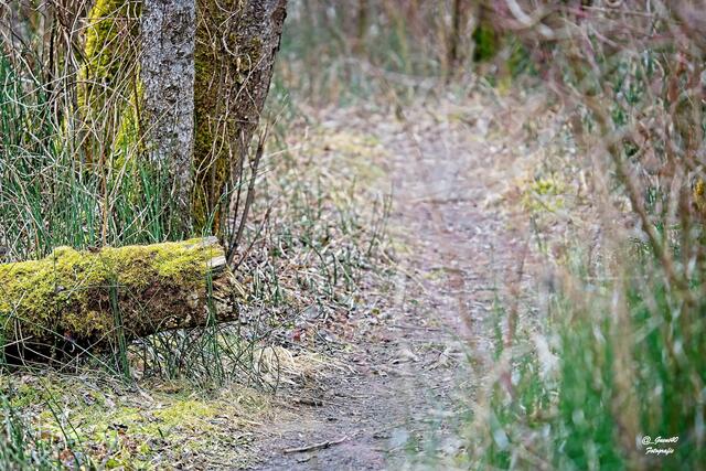 .........mein Weg .......