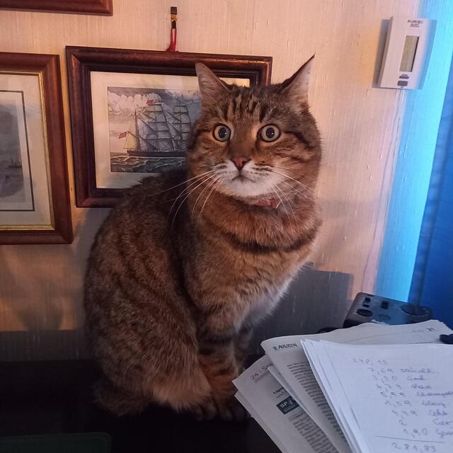 Felix genießt es Arbeit auf dem Schreibtisch unterstützend zur Seite zu stehen.