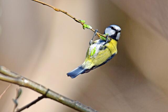 Die kleine Blaumeise freut sich schon auf "lausige Zeiten"! :-)