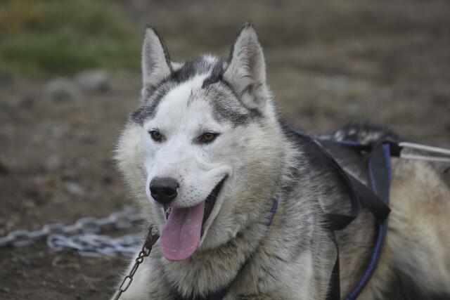 Speziell Huskys begleiteten zuletzt immer öfter Bettlerinnen und Bettler in der Stadt Salzburg. | Foto: Franz Neumayr