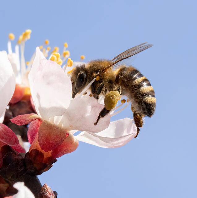 Alle erfreuen sich an der Marillenblüte.