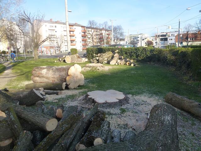 Nun ist alles "Abfall", was bisher ein toller Schattenspender im Sommer war...