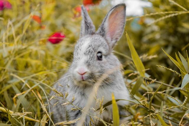 Egal ob Osterhase oder Osterei – im christlichen Glauben haben diese Symbole eine tiefere Bedeutung. | Foto: Pixabay