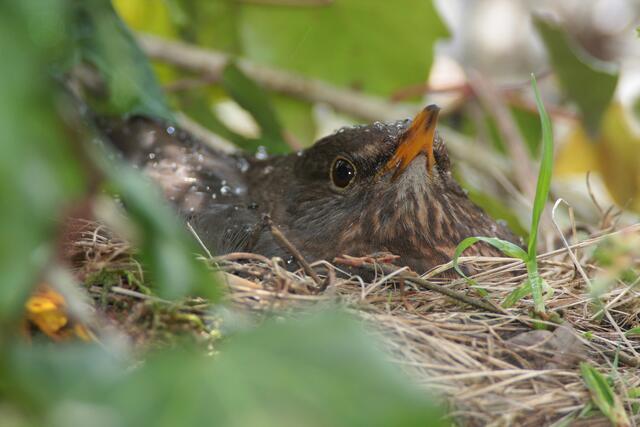 Brütende Amsel © J. Limberger