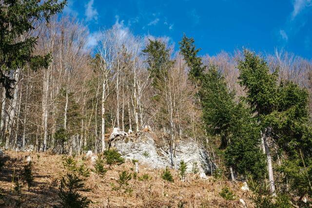 Der Natur- und Geopark Steirische Eisenwurzen erarbeitet momentan mit Waldbesitzerinnen und Waldbesitzern aus der Region sowie weiteren interessierten Personen, wie der Wald im Naturpark in Zukunft aussehen könnte | Foto: Lisa Kniewasser