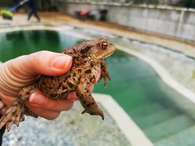 Eva Kail siedelt im Frühling ihre Kröten um. | Foto: Eva Kail