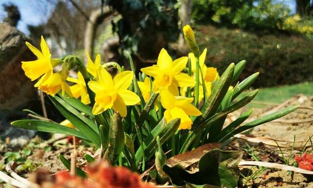 Osterglocken blühen. | Foto: Eva Kail