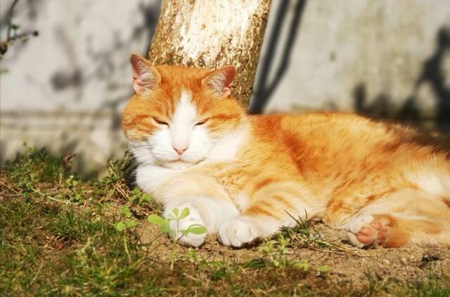 Eva Kails Gusti genoss zu Lebzeiten gerne die warmen Sonnenstrahlen. | Foto: Eva Kail