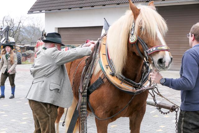 Pfiff beim einspannen seiner Pferde. | Foto: Andreas Pesendorfer