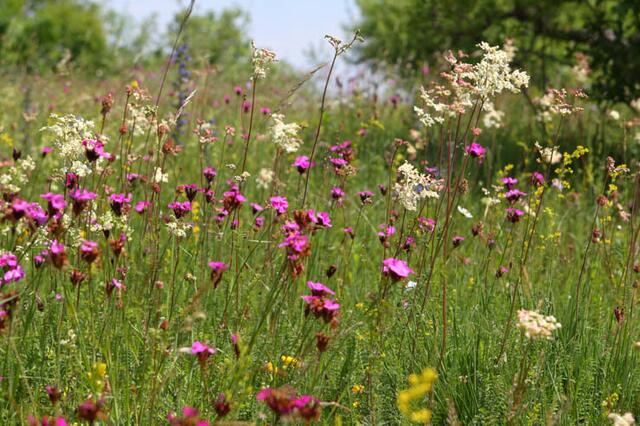 Wildblumenwiesen sind Lebensraum für viele Kreaturen. Verschwinden die Wiesen, verschwindet auch die Lebensgrundlage für die Tiere. | Foto: Johann Maßwohl