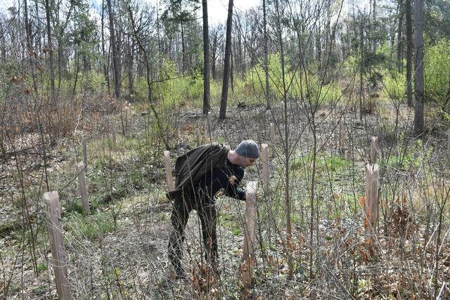 Hier wurde der Wald mit Ahornarten verjüngt. | Foto: Alexandra Goll