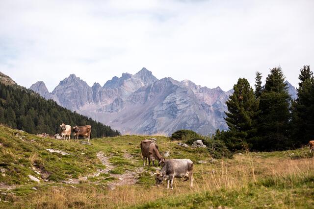 Die Aifneralm. | Foto: ORF/Papke Film/SEVERIN WEGENER