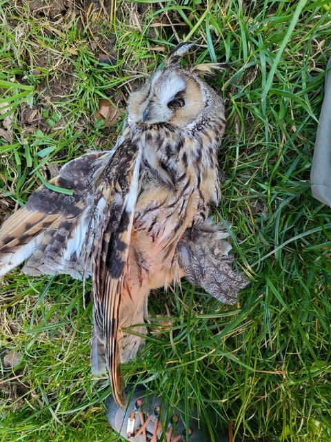 Die Todesursache der Waldohreule wird aktuell noch untersucht. | Foto: Ökojagd