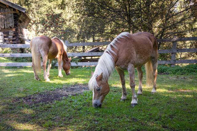 Haflinger-Pferde. | Foto: ORF/Papke Film/SEVERIN WEGENER