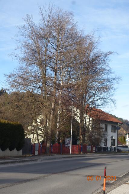So sah der Baum aus, der auf dem kleinen Grünstreifen wuchs. | Foto: privat