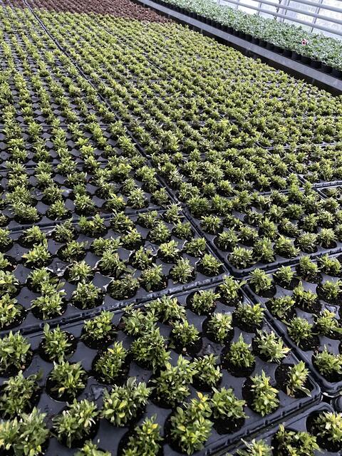 Mit diesen süßen Pflänzchen werden Schriften auf Verkehrsinseln geschrieben.  | Foto: Lisa Kropiunig