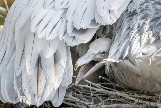Foto: Tiergarten Schönbrunn