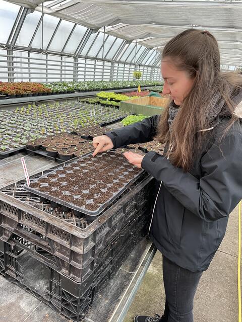 Samen für Samen setzte ich die Sonnenblumen ein. Eine sehr beruhigende Aufgabe, bei der man entspannen kann. | Foto: Lisa Kropiunig