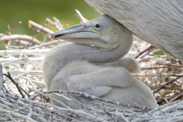 Eines der Jungtiere. | Foto: Tiergarten Schönbrunn