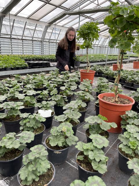 Das Auseinanderstellen der Pflanzen wird bei den Gärtnerinnen "rücken" genannt.  | Foto: Lisa Kropiunig