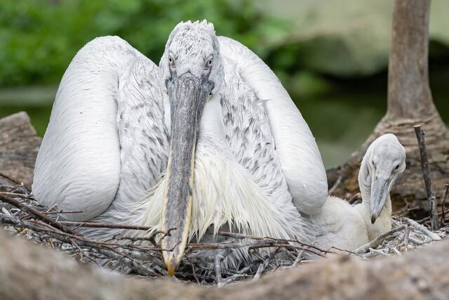 Foto: Tiergarten Schönbrunn