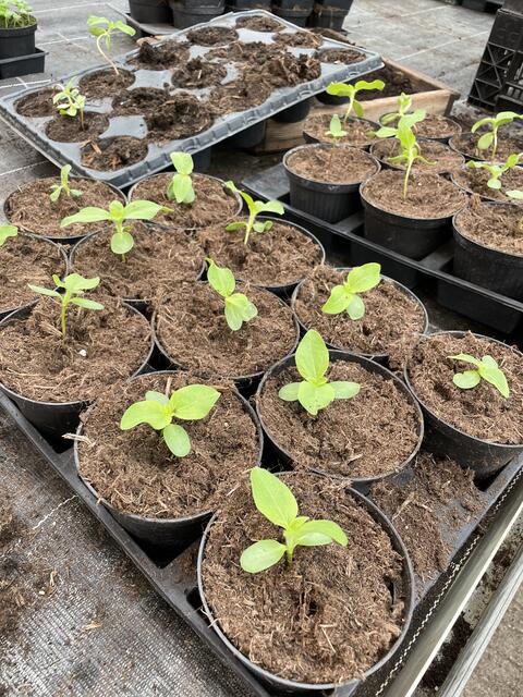 An meinem Tag als Gärtnerin wurden die Sonnenblumen umgetopft.  | Foto: Lisa Kropiunig