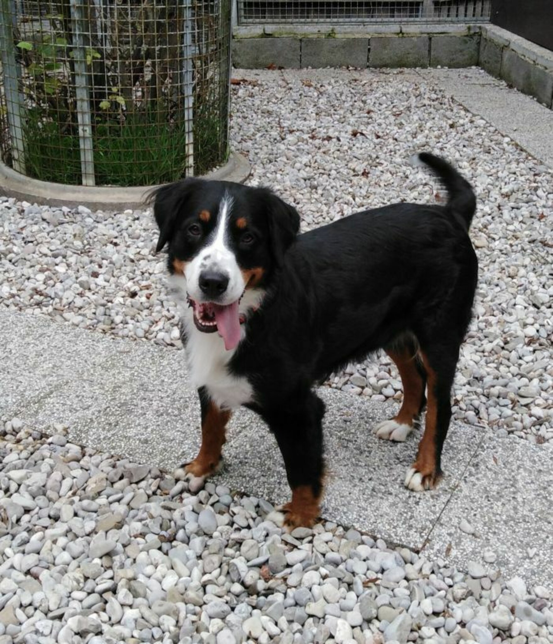 &amp;quot;Wer will mich&amp;quot; aus dem Welser Tierheim: Frieda will mit dir die Welt ...