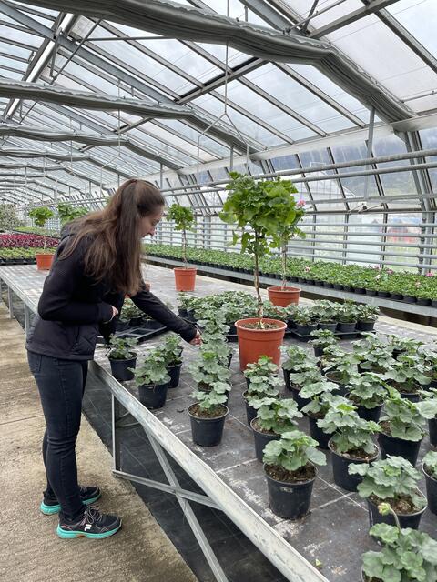 Wenn die Pflanzen größer werden, brauchen sie auch mehr Platz. Deshalb müssen sie zu einer gewissen Zeit auseinandergestellt werden.  | Foto: Lisa Kropiunig