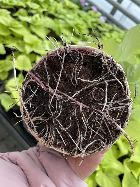 So sieht eine gesunde Pflanze von unten aus. Wichtig ist, dass die Wurzelspitzen weiß sind - das bedeutet es geht der Pflanze gut.  | Foto: Lisa Kropiunig