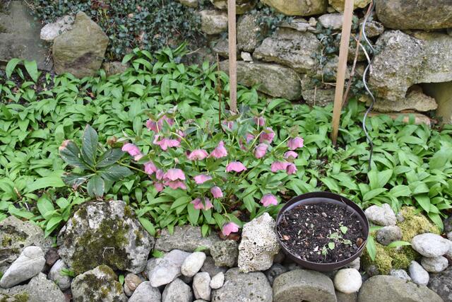 Artenvielfalt im naturnahen Garten von Renate und Hubert Rausch in Scheibbs | Foto: Roland Mayr