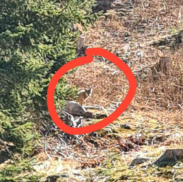 Ganz oben im Wassertal bei Mieders wurde am 6. April ein Wolf gesichtet. | Foto: privat