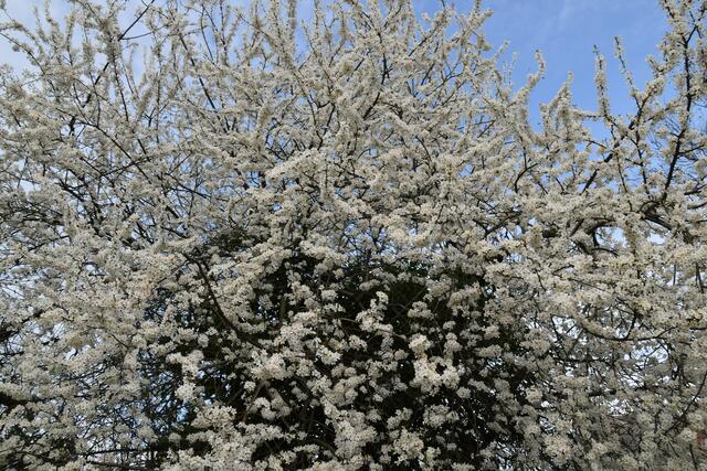 Artenvielfalt im naturnahen Garten von Renate und Hubert Rausch in Scheibbs | Foto: Roland Mayr