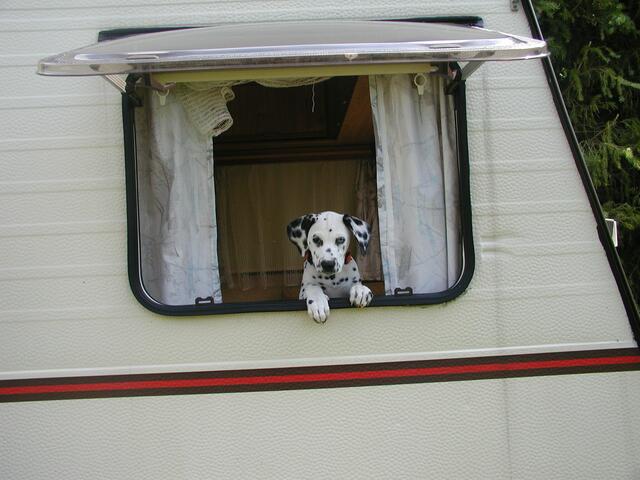Der Camper kommt in St. Margarten/Ros. gerne auf den Hund. | Foto: Privat
