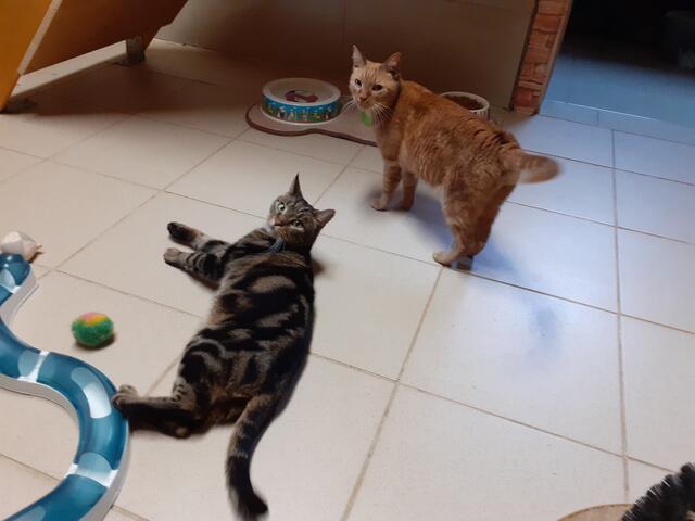 Die Brüder Chilli und Sunny (9), unkompliziert und verschmust, suchen gemeinsames Zuhause. | Foto: zVg