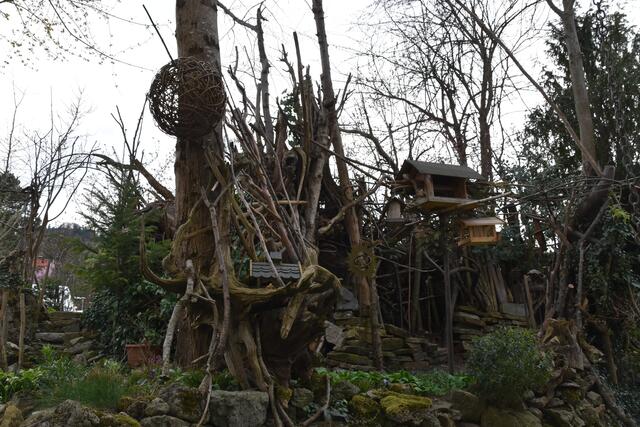 Artenvielfalt im naturnahen Garten von Renate und Hubert Rausch in Scheibbs | Foto: Roland Mayr
