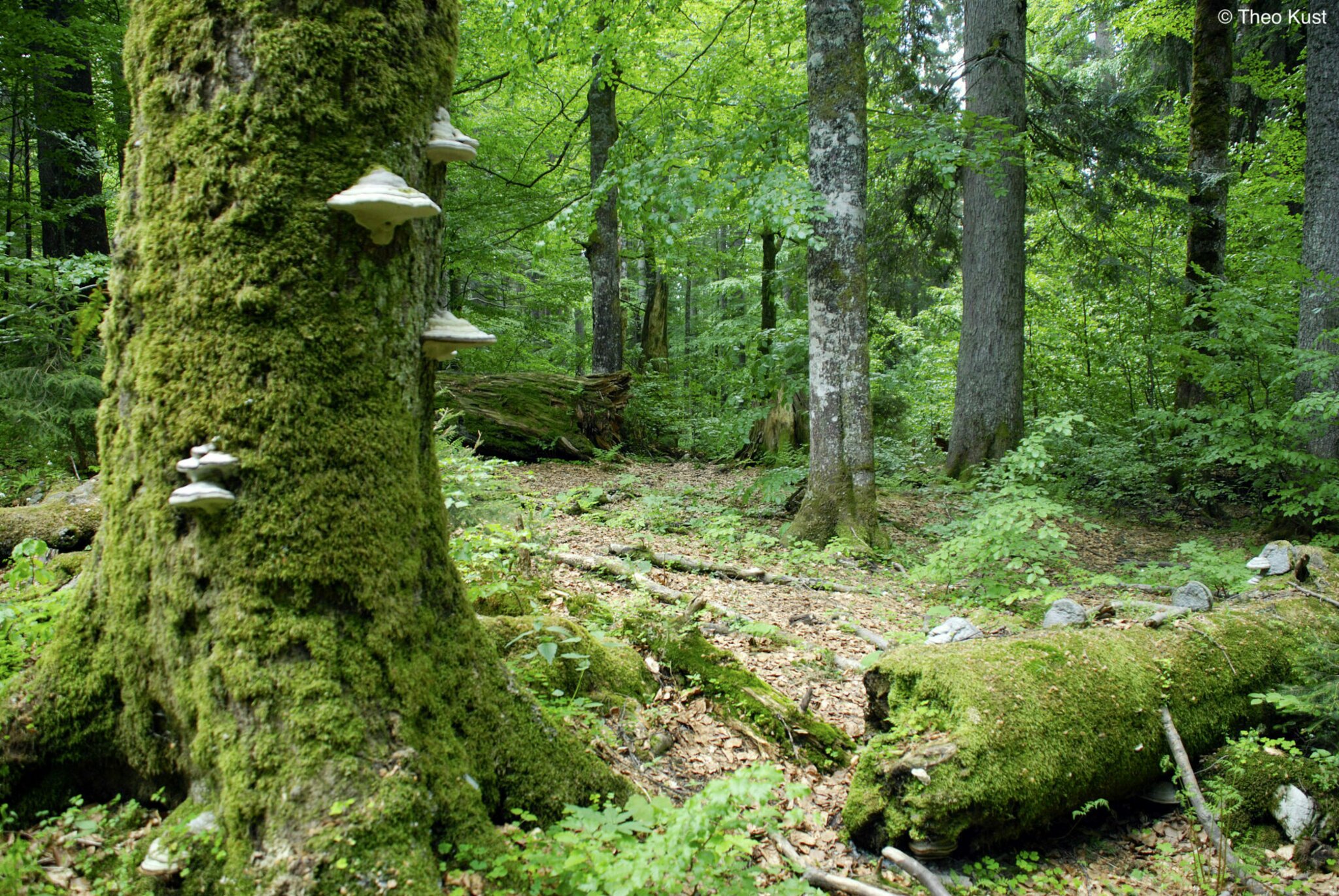Urwald Holz in Niederösterreich: Urwald als Naturjuwel im Bezirk Scheibbs ...