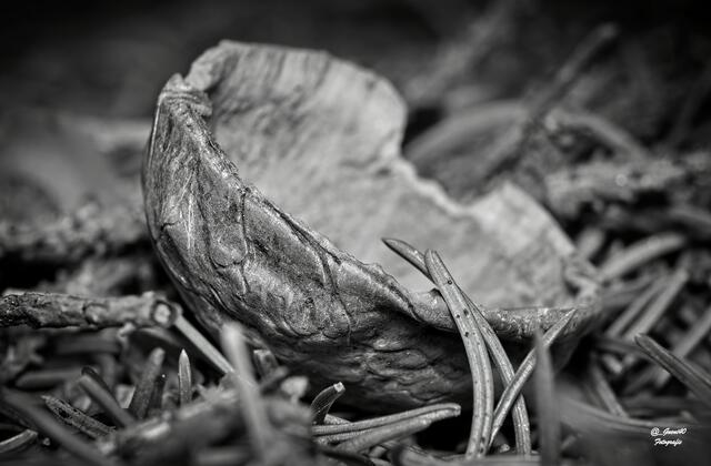 ........die halbe Nuss am Waldboden .....