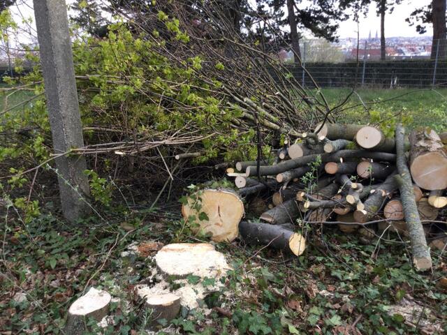 Die Baumfällungen am Areal der ehemaligen Orthopädie Gersthof haben begonnen. | Foto: KM